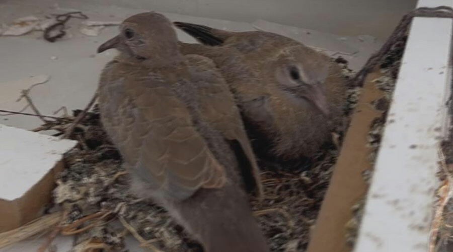 Depremin yıktığı Hatay’da yürek ısıtan görüntü: Enkaza dönen bina kumrulara yuva oldu