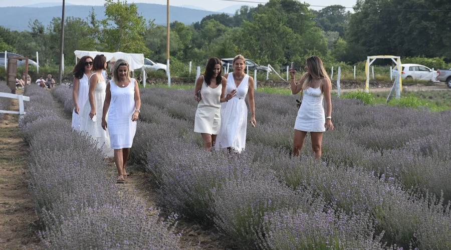 Eşsiz manzarasıyla göz kamaştırıyor… Turizmi canlandıran lavanta tarlaları