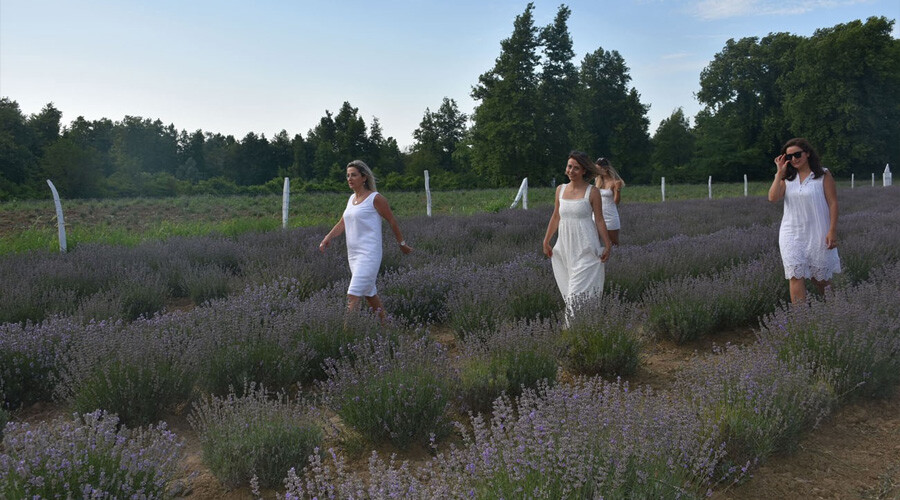 Eşsiz manzarasıyla göz kamaştırıyor… Turizmi canlandıran lavanta tarlaları