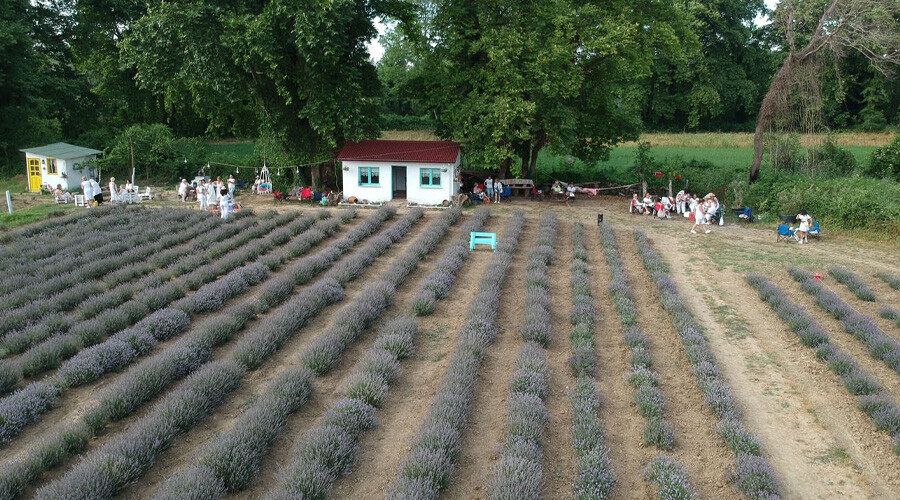 Eşsiz manzarasıyla göz kamaştırıyor… Turizmi canlandıran lavanta tarlaları
