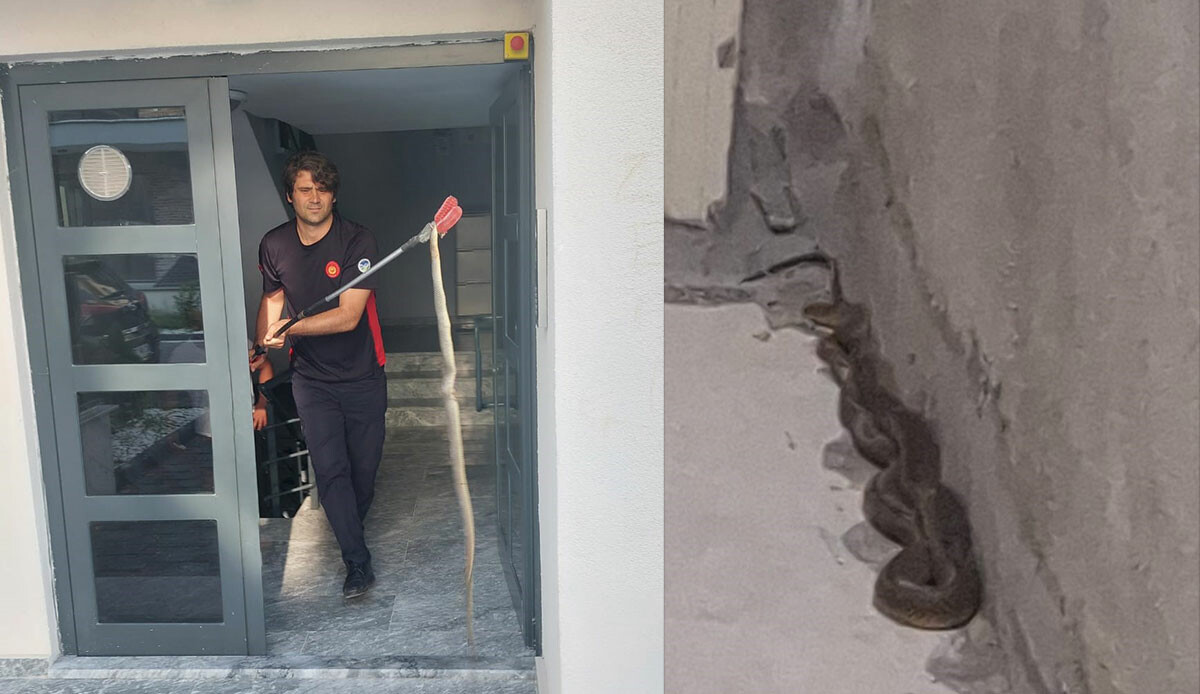 Tam 3 metre uzunluğundaki devasa yılan binaya girdi! Vatandaşlar korku dolu anlar yaşadı
