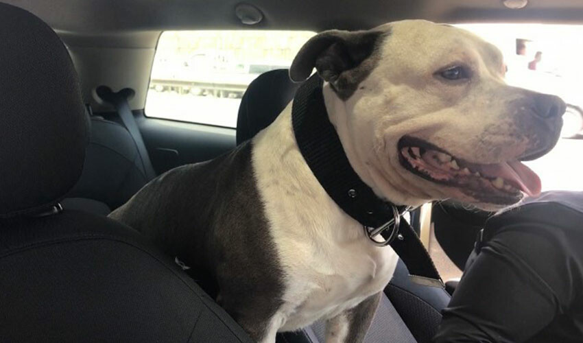 İşte sevgi ve insanlık örneği! 7 milyon liralık aracı kül oldu, o sadece köpeğini düşündü