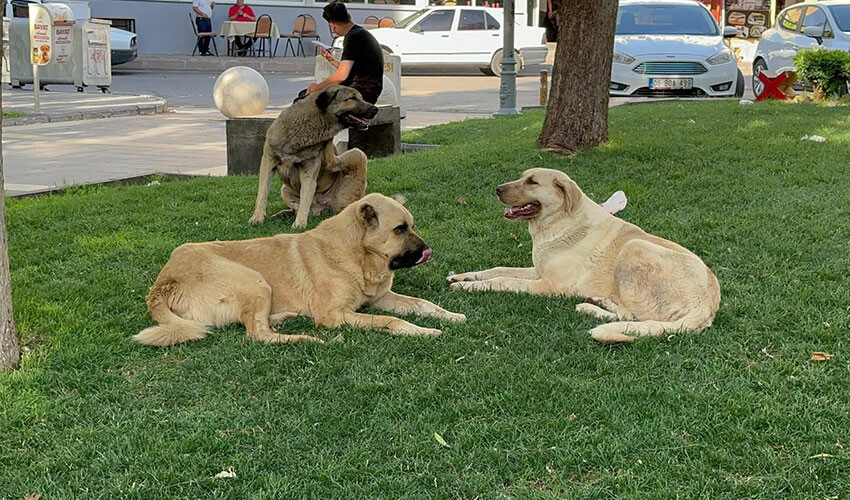 Kuduz köpek saldırısında feci son: Genç mimar hayatını kaybetti Kuduz köpek saldırısında feci son: Genç mimar hayatını kaybetti