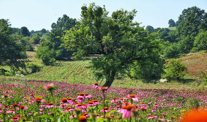 Her derde şifa ekinezya için hasat zamanı!