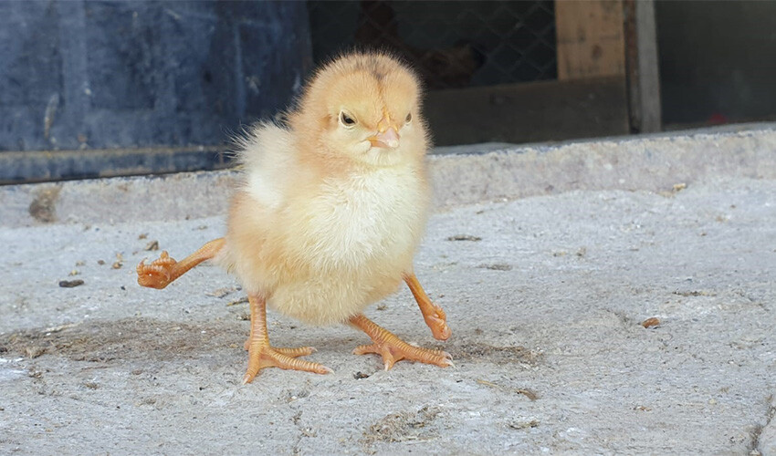 Dört ayaklı doğdu, görenleri hayrete düşürdü