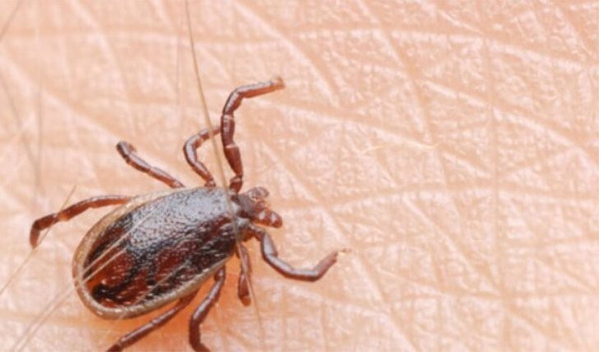 Sağlık Müdürlüğü uyardı: Kenelere dikkat! Bulaştırdıkları virüs ölümcül Sağlık Müdürlüğü uyardı: Kenelere dikkat! Bulaştırdıkları virüs ölümcül