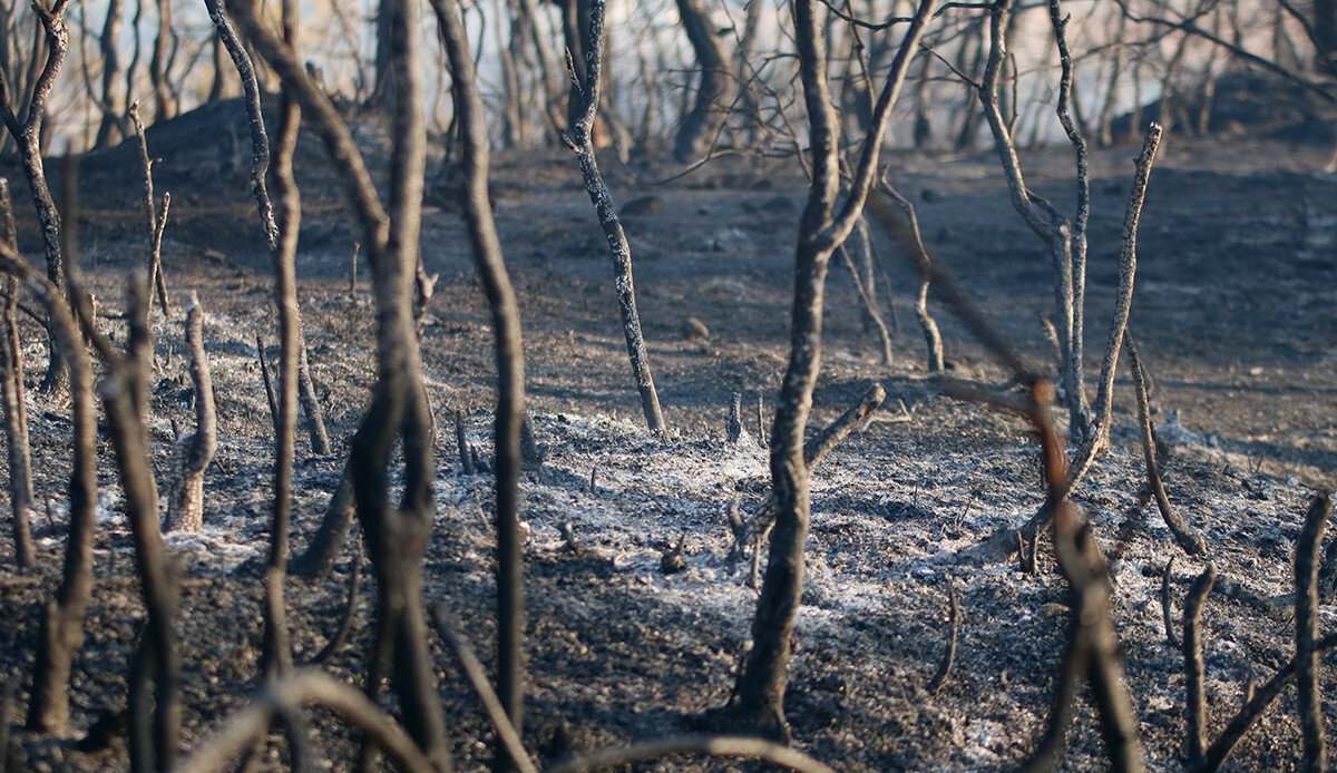 Adana’daki ormanı 
