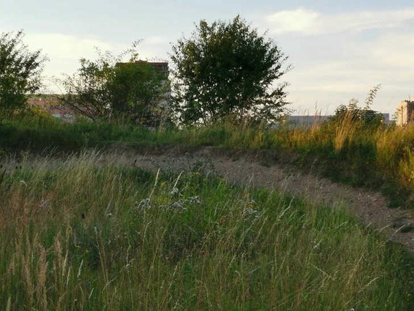 Süre: 6 saniye! Çimlerin arasındaki tavşanı bulanın göz doktoruna ihtiyacı yok Süre: 6 saniye! Çimlerin arasındaki tavşanı bulanın göz doktoruna ihtiyacı yok