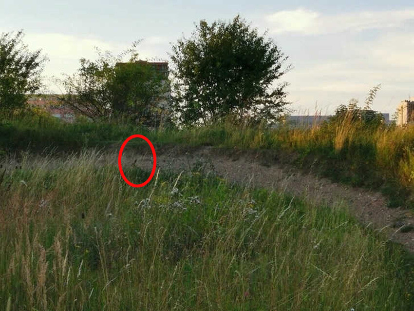 Süre: 6 saniye! Çimlerin arasındaki tavşanı bulanın göz doktoruna ihtiyacı yok Süre: 6 saniye! Çimlerin arasındaki tavşanı bulanın göz doktoruna ihtiyacı yok