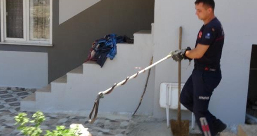 Ormanlar yanınca yılanlar  yerleşim bölgelerine indi! Tam 2 metre uzunluğunda, ekipler hareket geçti