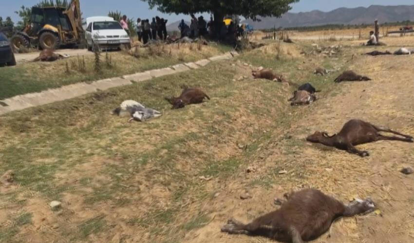 Deprem bölgesinde feci olay: Onlarca hayvan telef oldu