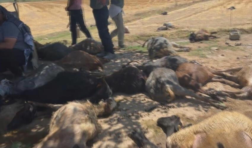 Deprem bölgesinde feci olay: Onlarca hayvan telef oldu