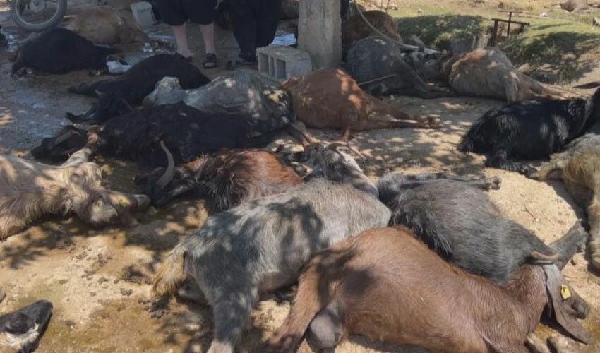 Deprem bölgesinde feci olay: Onlarca hayvan telef oldu