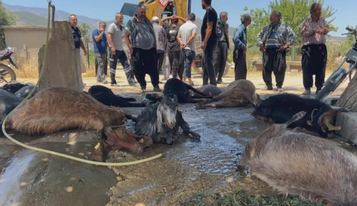 Deprem bölgesinde feci olay: Onlarca hayvan telef oldu Deprem bölgesinde feci olay: Onlarca hayvan telef oldu