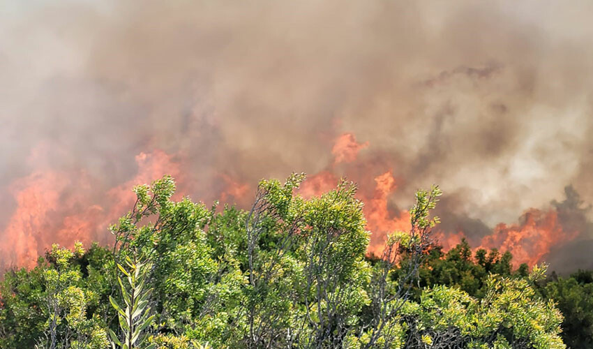 Manavgat'ta çıkan orman yangınının sebebi ihmal olabilir!