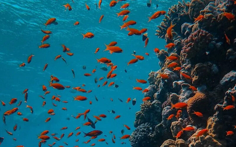 Araştırmacıları şaşkına çeviren keşif! Suyun dışında saatlerce nefes almaya devam etti yeni keşif