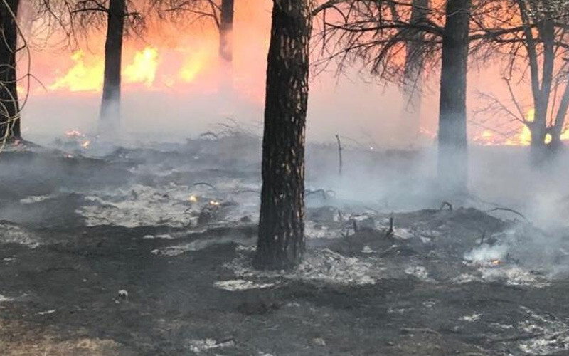 Gökçeada’daki orman yangını 16 saat sonra kontrol altına alındı! 110 hektarlık alan kül oldu Gökçeada’daki orman yangını 16 saat sonra kontrol altına alındı! 110 hektarlık alan kül oldu