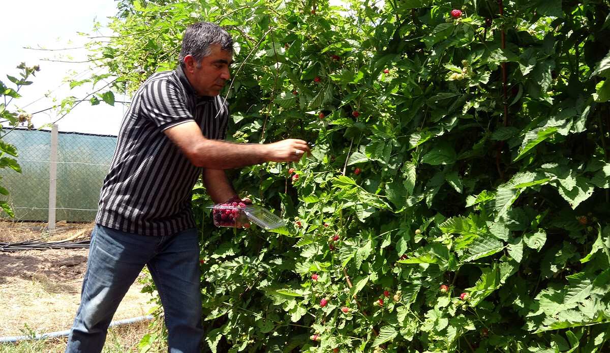 Hobi olarak başladığı işte siparişlere yetişemiyor! Bahçeden çıkmadan tükeniyor