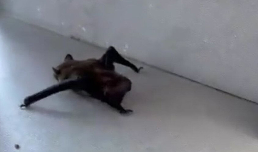 İstanbul'da evine giren yarasaya su verdi, görenler 
