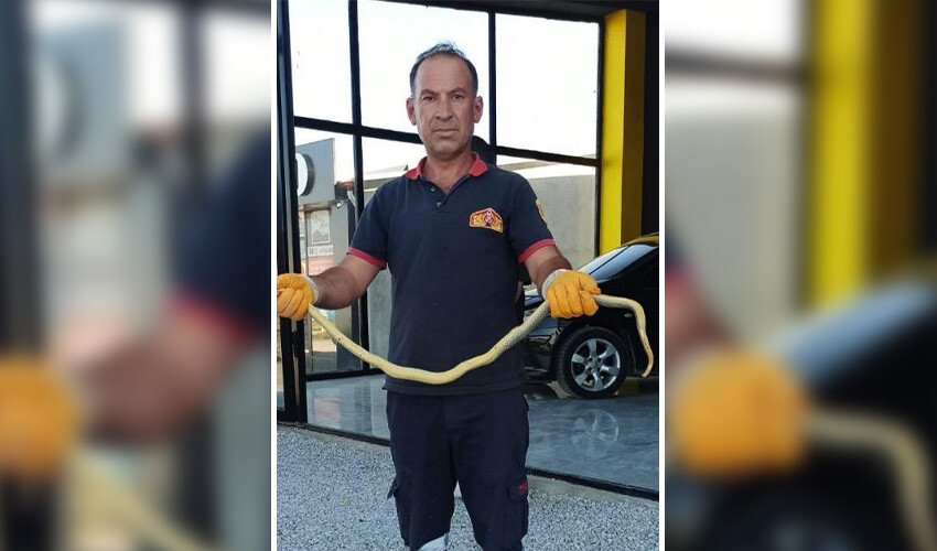 Otomobil galerisinde görenlerin ağzı açık kaldı, hemen yakalayıp doğaya bıraktılar Otomobil galerisinde görenlerin ağzı açık kaldı, hemen yakalayıp doğaya bıraktılar