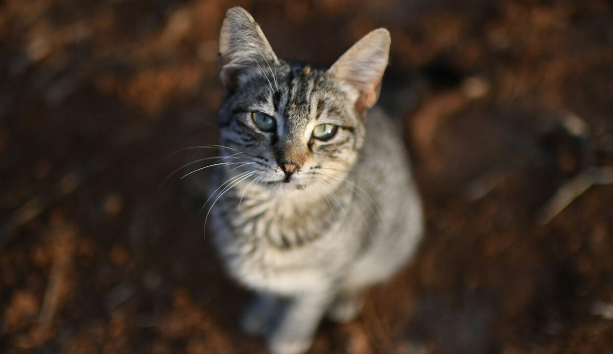 Polonya'da kuş gribi salgını: 45 kedi öldü Polonya'da kuş gribi salgını: 45 kedi öldü