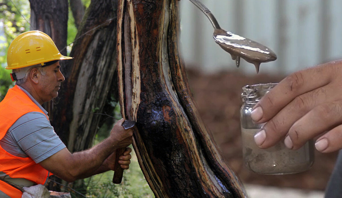 Türkiye’de sadece burada üretiliyor… Faydası saymakla bitmiyor: Kilosu 5 bin liradan dünyaya satılıyor!