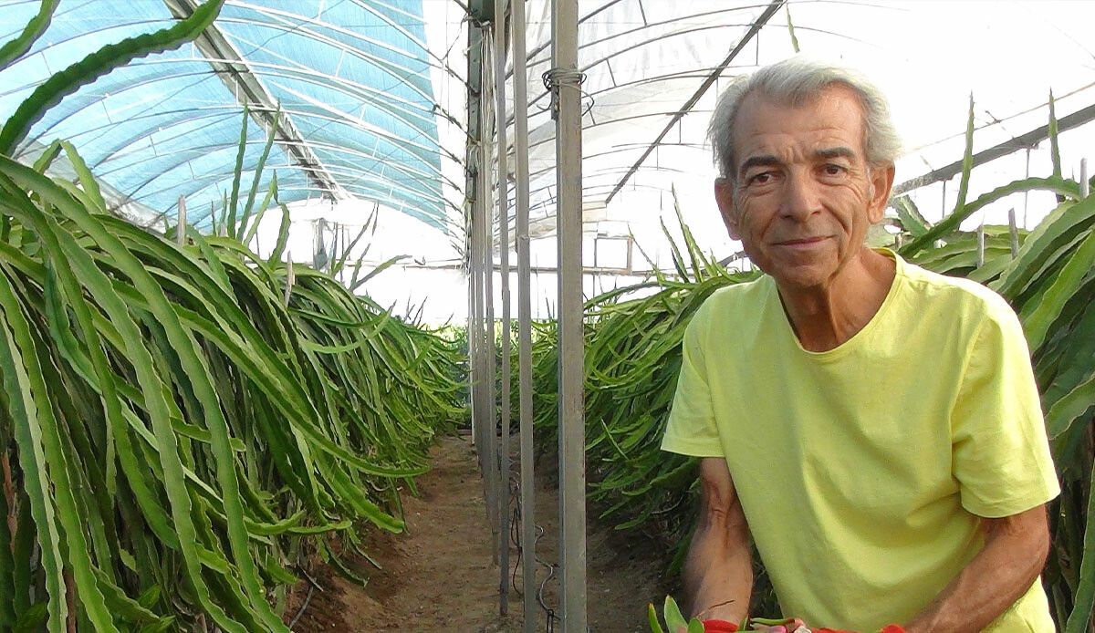 Anavatanı Vietnam ama Mersin’de ektiler… Taneyle satıyorlar: Üretim maliyeti düşük, getirisi yüksek!  