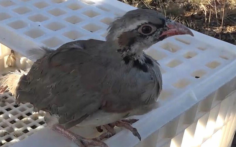 Kene ile mücadelede yeni yöntem: Yüzlercesi doğaya salındı Kene ile mücadelede yeni yöntem: Yüzlercesi doğaya salındı