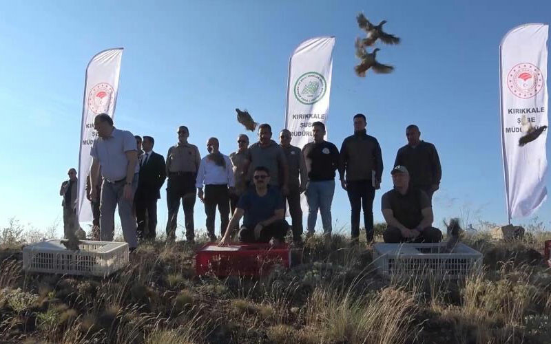 Kene ile mücadelede yeni yöntem: Yüzlercesi doğaya salındı Kene ile mücadelede yeni yöntem: Yüzlercesi doğaya salındı