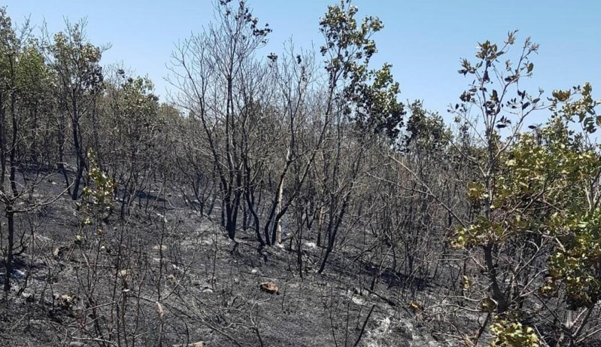 Diyarbakır’da 20 hektarlık alan kül oldu!