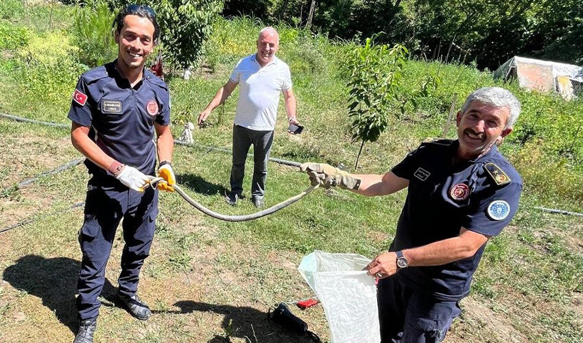Çiftçiden korkutan hareket: Zehirli Engerek'i eliyle yakalayıp pet şişeye koydu Çiftçiden korkutan hareket: Zehirli Engerek'i eliyle yakalayıp pet şişeye koydu