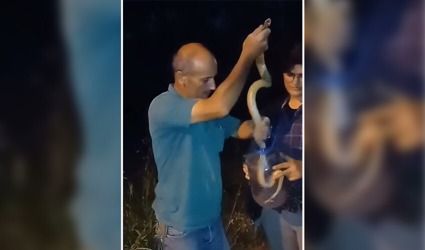 Çiftçiden korkutan hareket: Zehirli Engerek'i eliyle yakalayıp pet şişeye koydu Çiftçiden korkutan hareket: Zehirli Engerek'i eliyle yakalayıp pet şişeye koydu