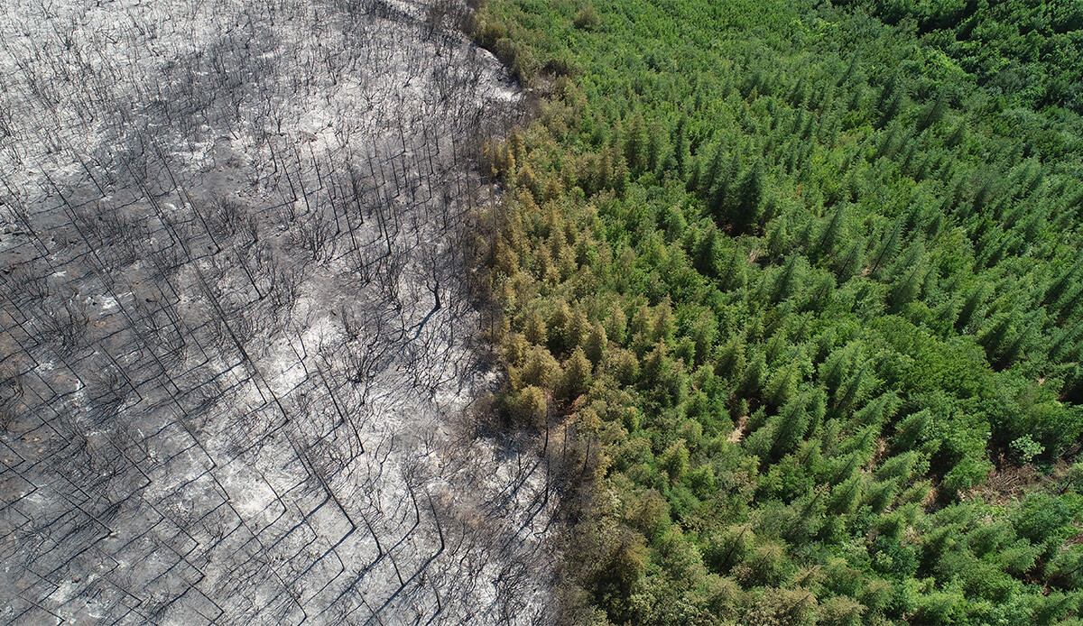 Yürekleri sızlatan görüntüler: Tekirdağ'da 100 hektar alan kül oldu