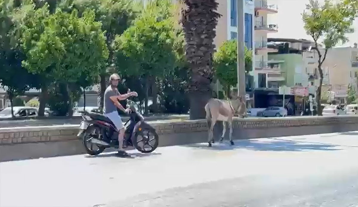 Başıboş eşek trafikte sürücülere zor anlar yaşattı