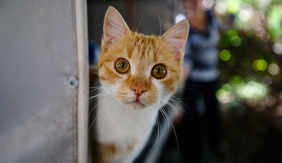 Güney Kıbrıs'ta 'FİP salgını' alarmı: Ocak ayından bu yana 300 bin kedi öldü Güney Kıbrıs'ta 'FİP salgını' alarmı: Ocak ayından bu yana 300 bin kedi öldü