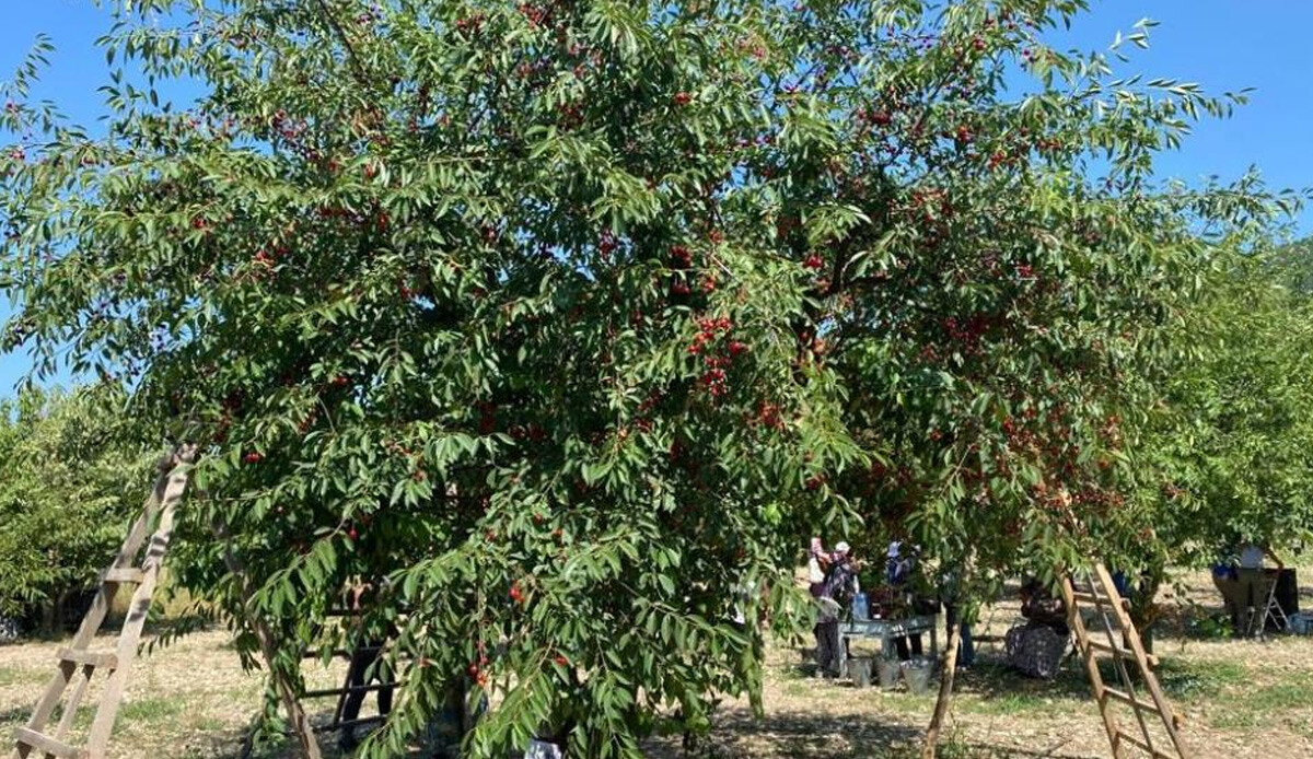 Rekolte üreticinin yüzünü güldürdü! 2 çeşidi var, 3 bin dekar alanda 100 ton hasat bekleniyor