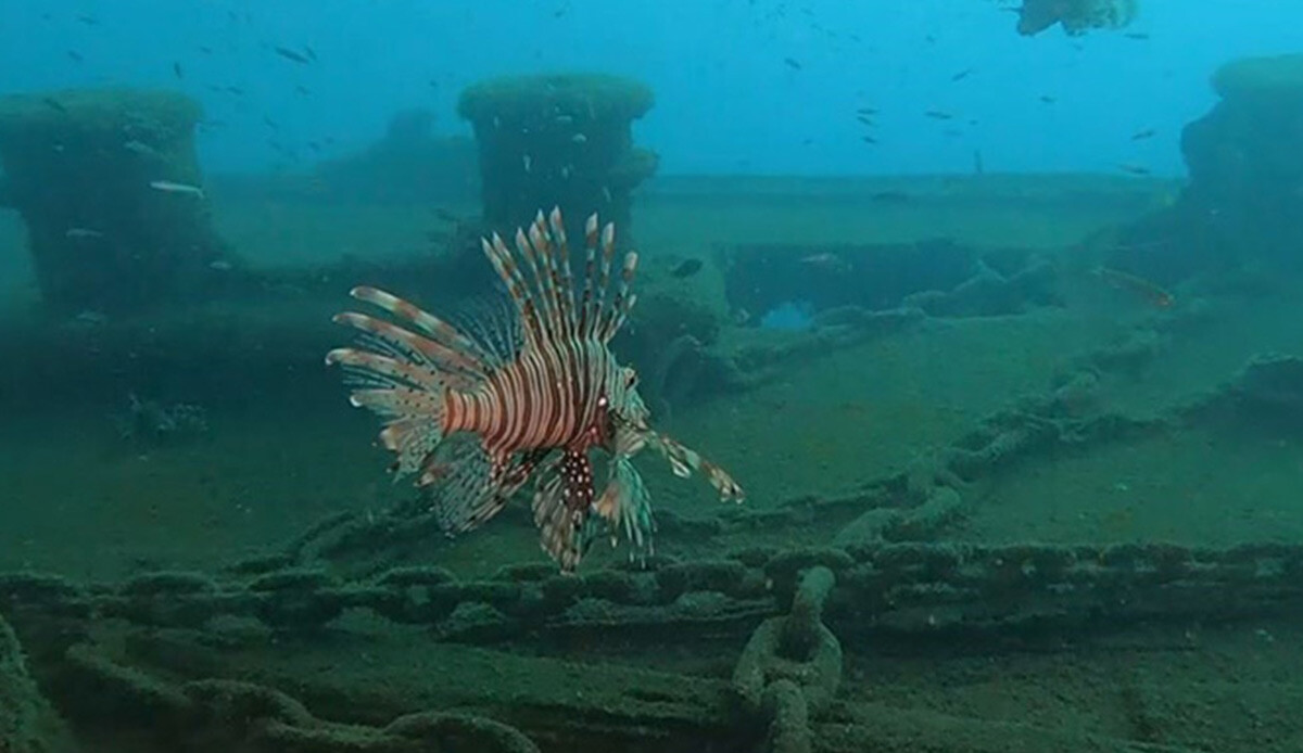 Kızıldeniz’den Akdeniz’e balık göçü! Karadeniz türleri tehlike altında: Bazı balıkların yerini alabilir