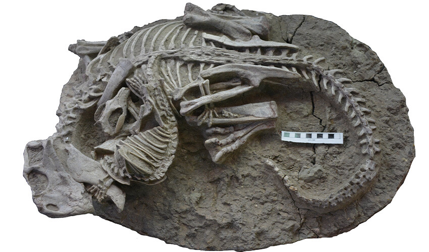 Kalıntıları gün yüzüne çıktı... 125 milyon yıl öncesine ait dinozor ve ona saldıran memelinin fosili bulundu dinozor fosili