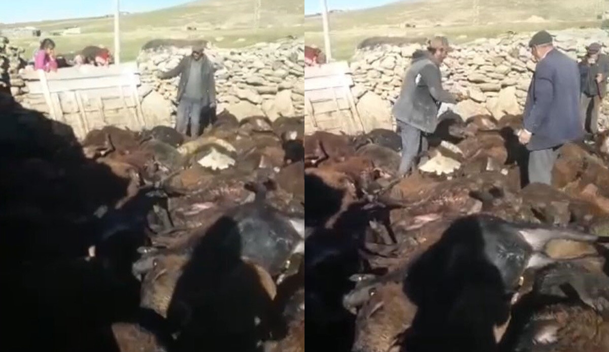 Kars'ta kurt dehşeti! 190'ınını birden yediler: Köylüler gözyaşlarına boğuldu