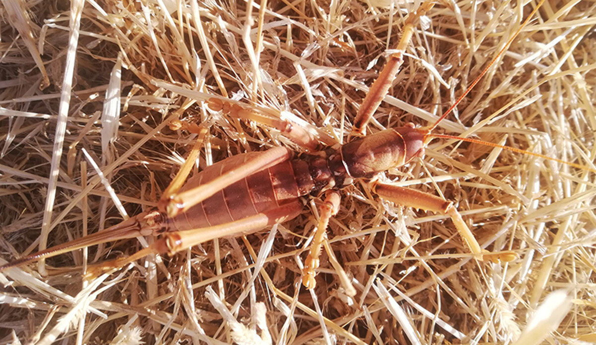 Çiftçilerin dostu olarak biliniyor, et ile besleniyor! Batman'da ortaya çıktı