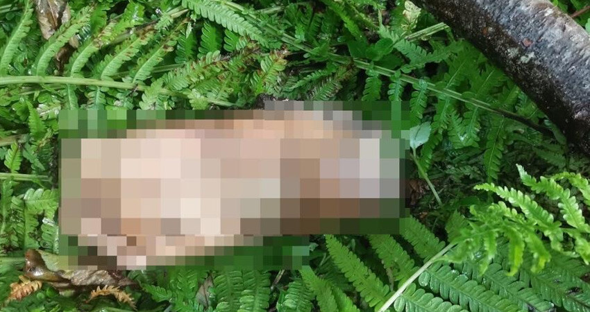 Belediye anonsunu duyanlar kulaklarına inanamadı! "Ayak parçası bulundu" sözleri şaşkınlığa neden oldu Belediye anonsunu duyanlar kulaklarına inanamadı! "Ayak parçası bulundu" sözleri şaşkınlığa neden oldu