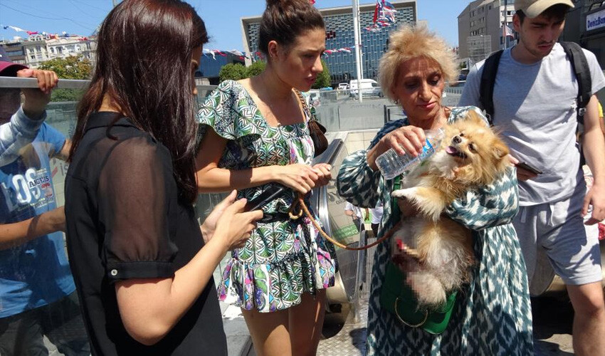 Taksim'de yürüyen merdiven kazası: Minik köpek dehşeti yaşadı Taksim'de yürüyen merdiven kazası: Minik köpek dehşeti yaşadı
