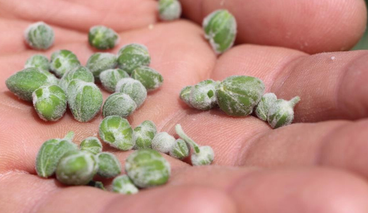 Bölge halkına geçim kaynağı oldu, 15 yıl sonra toplamaya başladılar: Küçük olduğuna bakmayın, ilaçtan kozmetiğe kadar kullanılıyor...