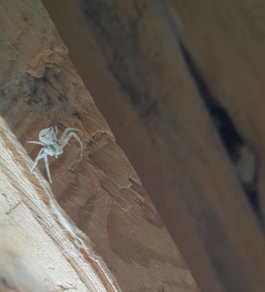 Evinin önünde gördü, fotoğrafını çekince farketti: Sırtındaki suret görenleri ürküttü