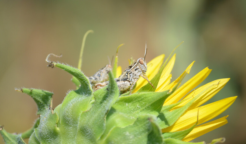 Çok büyük çekirge istilası geliyor! Tarlalar zarar görecek