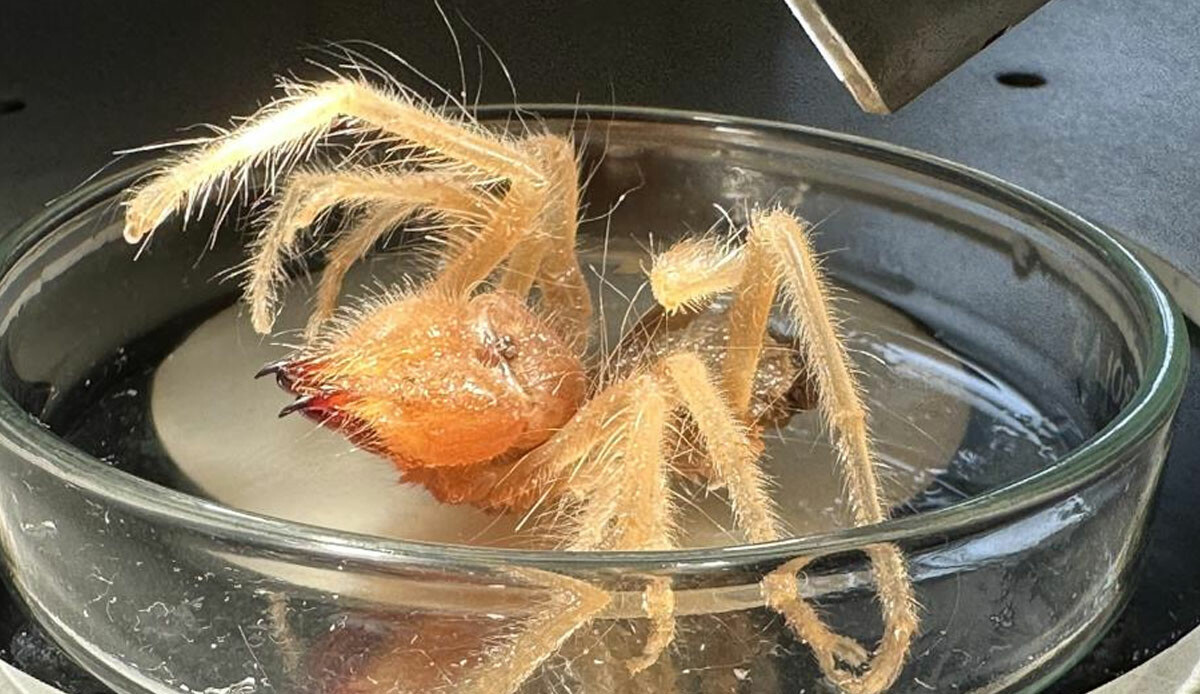 Yaz geldi, uzmanlar uyardı! "Sarıkız" böceğine dikkat edin...