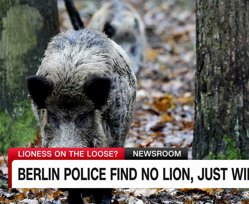 Almanya dalga konusu oldu: ''Berlin'deki en pahalı safari''