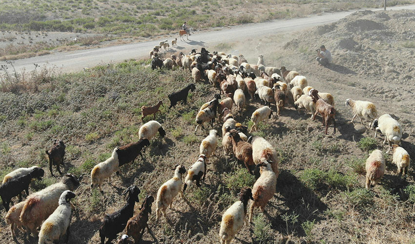 40 derece sıcakta zorlu mesai: Her şey hayvanları için 40 derece sıcakta zorlu mesai: Her şey hayvanları için