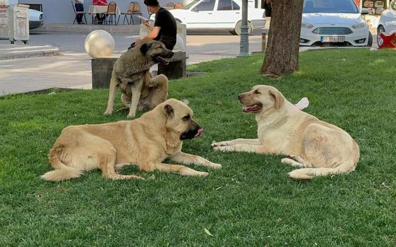 Kuduzdan hayatını kaybetmişti… Genç mimarın ailesinden ihmal iddiası! Kuduzdan hayatını kaybetmişti… Genç mimarın ailesinden ihmal iddiası!