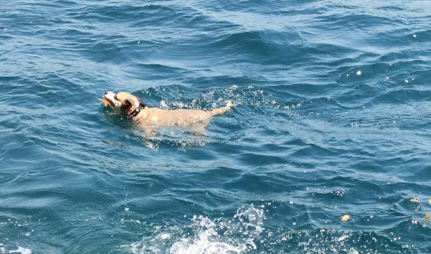 Sıcaklık 38 dereceyi gördü: Vatandaşlar soluğu Boğaz'ın serin sularında aldı